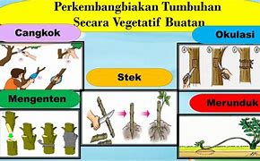 Contoh Gambar-Gambar Tumbuhan